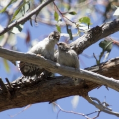 Daphoenositta chrysoptera at Hawker, ACT - 20 Nov 2017 10:45 AM