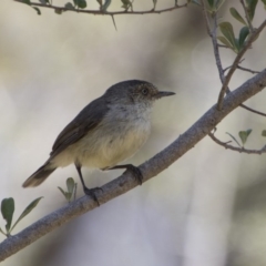 Acanthiza reguloides (Buff-rumped Thornbill) at Hawker, ACT - 19 Nov 2017 by Alison Milton