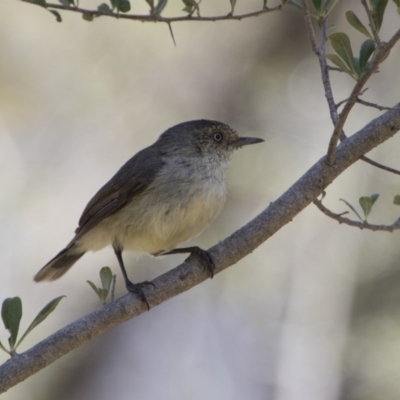 Acanthiza reguloides (Buff-rumped Thornbill) at The Pinnacle - 20 Nov 2017 by AlisonMilton