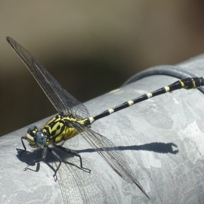 Hemigomphus heteroclytus (Stout Vicetail) at Uriarra Village, ACT - 30 Nov 2017 by roymcd