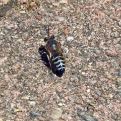 Bembix sp. (genus) (Unidentified Bembix sand wasp) at Acton, ACT - 29 Nov 2017 by RodDeb