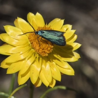 Pollanisus viridipulverulenta (Satin-green Forester) at Hawker, ACT - 20 Nov 2017 by AlisonMilton