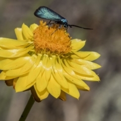 Pollanisus viridipulverulenta at Hawker, ACT - 20 Nov 2017 11:10 AM