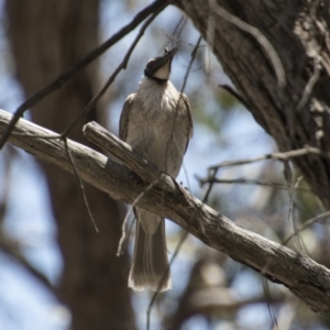 Philemon corniculatus at Hawker, ACT - 20 Nov 2017