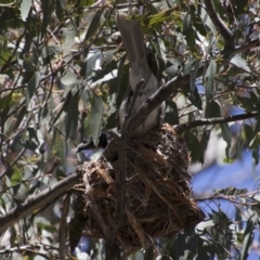 Philemon corniculatus at Hawker, ACT - 20 Nov 2017