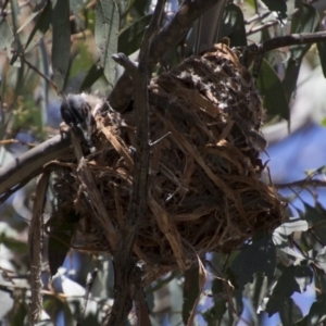 Philemon corniculatus at Hawker, ACT - 20 Nov 2017