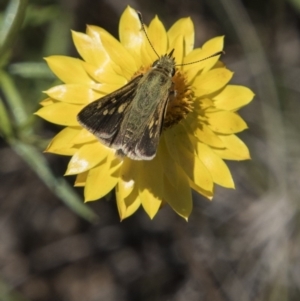 Trapezites luteus at Hawker, ACT - 20 Nov 2017