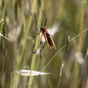 Harpobittacus australis at Dunlop, ACT - 20 Nov 2017 03:32 PM