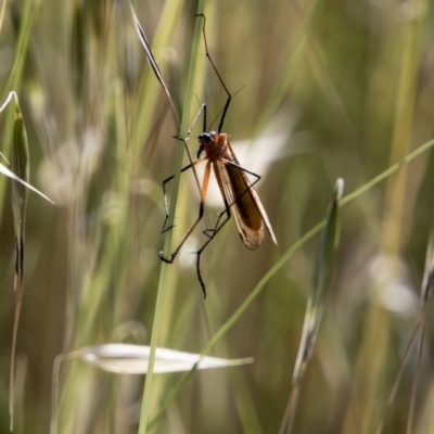 Harpobittacus australis (Hangingfly) at The Pinnacle - 20 Nov 2017 by AlisonMilton