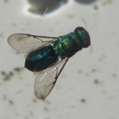 Primeuchroeus sp. (genus) (Cuckoo Wasp) at Flynn, ACT - 30 Nov 2017 by Christine