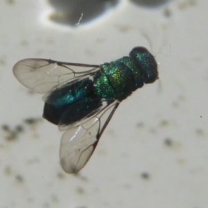 Primeuchroeus sp. (genus) at Flynn, ACT - 1 Dec 2017 12:00 AM