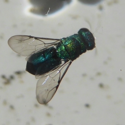 Primeuchroeus sp. (genus) (Cuckoo Wasp) at Flynn, ACT - 1 Dec 2017 by Christine