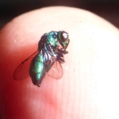 Primeuchroeus sp. (genus) at Flynn, ACT - 1 Dec 2017 12:00 AM