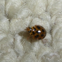 Harmonia conformis (Common Spotted Ladybird) at Flynn, ACT - 1 Dec 2017 by Christine