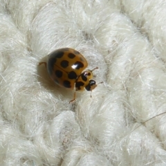 Harmonia conformis at Flynn, ACT - 1 Dec 2017 12:00 AM