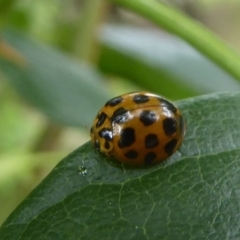 Harmonia conformis at Flynn, ACT - 1 Dec 2017 12:00 AM