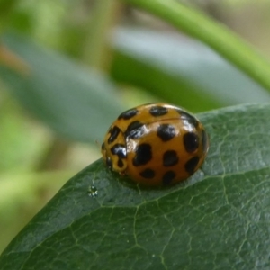 Harmonia conformis at Flynn, ACT - 1 Dec 2017 12:00 AM