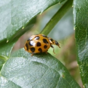 Harmonia conformis at Flynn, ACT - 1 Dec 2017 12:00 AM