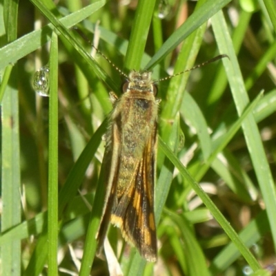 Ocybadistes walkeri (Green Grass-dart) at Flynn, ACT - 1 Dec 2017 by Christine