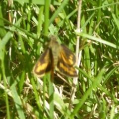 Ocybadistes walkeri at Flynn, ACT - 1 Dec 2017