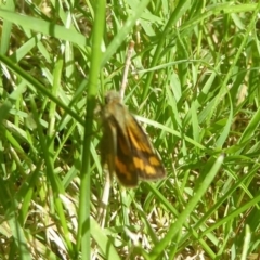 Ocybadistes walkeri at Flynn, ACT - 1 Dec 2017