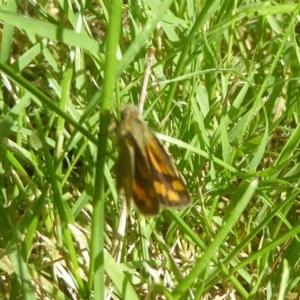 Ocybadistes walkeri at Flynn, ACT - 1 Dec 2017