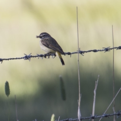 Acanthiza chrysorrhoa (Yellow-rumped Thornbill) at Belconnen, ACT - 20 Nov 2017 by Alison Milton