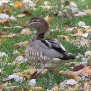 Chenonetta jubata at Uriarra Village, ACT - 6 May 2016 12:25 PM