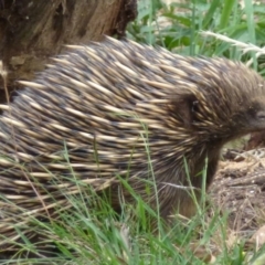 Tachyglossus aculeatus (Short-beaked Echidna) at Nanima, NSW - 9 Dec 2011 by Christine