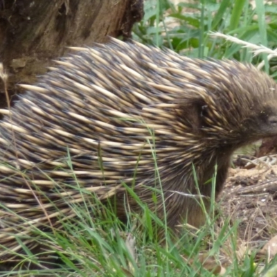 Tachyglossus aculeatus (Short-beaked Echidna) at Nanima, NSW - 8 Dec 2011 by Christine