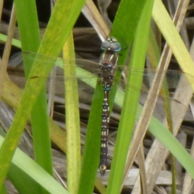 Adversaeschna brevistyla (Blue-spotted Hawker) at Canberra Central, ACT - 14 Dec 2011 by Christine