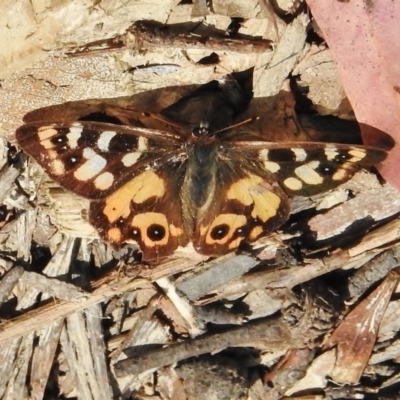 Argynnina cyrila (Forest brown, Cyril's brown) at Tennent, ACT - 30 Nov 2017 by JohnBundock