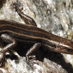 Pseudemoia spenceri (Spencer's Skink) at Tennent, ACT - 1 Dec 2017 by JohnBundock