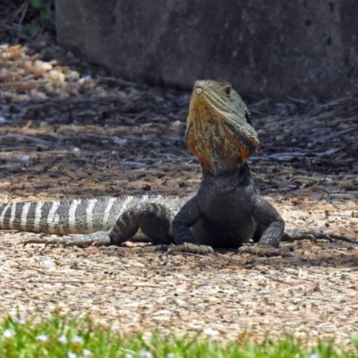 Intellagama lesueurii howittii (Gippsland Water Dragon) at ANBG - 30 Nov 2017 by RodDeb