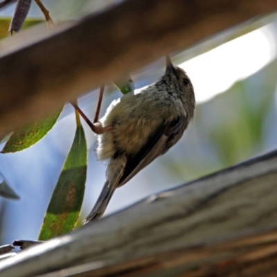 Acanthiza pusilla (Brown Thornbill) at Acton, ACT - 30 Nov 2017 by RodDeb