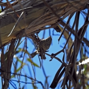 Acanthiza pusilla at Acton, ACT - 30 Nov 2017