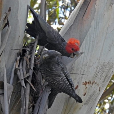 Callocephalon fimbriatum (Gang-gang Cockatoo) at Acton, ACT - 30 Nov 2017 by RodDeb