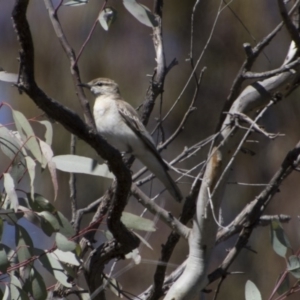 Lalage tricolor at Majura, ACT - 21 Nov 2017