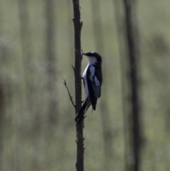 Lalage tricolor at Majura, ACT - 21 Nov 2017