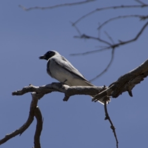 Coracina novaehollandiae at Majura, ACT - 21 Nov 2017