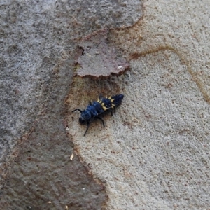 Harmonia conformis at Acton, ACT - 30 Nov 2017