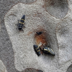 Harmonia conformis at Acton, ACT - 30 Nov 2017 11:40 AM