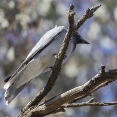 Coracina novaehollandiae (Black-faced Cuckooshrike) at Majura, ACT - 21 Nov 2017 by Alison Milton