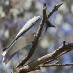 Coracina novaehollandiae at Majura, ACT - 22 Nov 2017