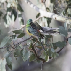 Psephotus haematonotus (Red-rumped Parrot) at Majura, ACT - 21 Nov 2017 by Alison Milton