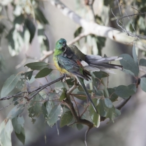 Psephotus haematonotus at Majura, ACT - 22 Nov 2017 07:02 AM