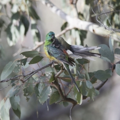 Psephotus haematonotus (Red-rumped Parrot) at Majura, ACT - 21 Nov 2017 by Alison Milton