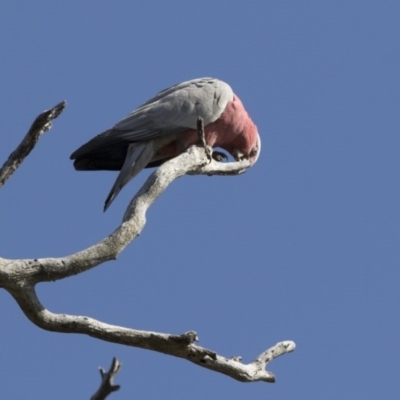 Eolophus roseicapilla (Galah) at Majura, ACT - 21 Nov 2017 by Alison Milton