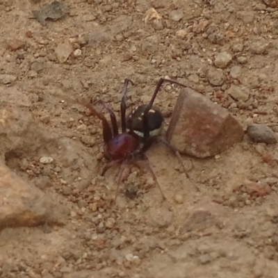 Zodariidae (family) (Unidentified Ant spider or Spotted ground spider) at Red Hill, ACT - 1 Dec 2017 by roymcd