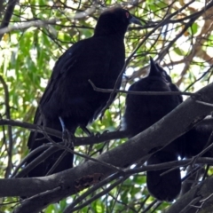 Corcorax melanorhamphos (White-winged Chough) at Acton, ACT - 30 Nov 2017 by RodDeb